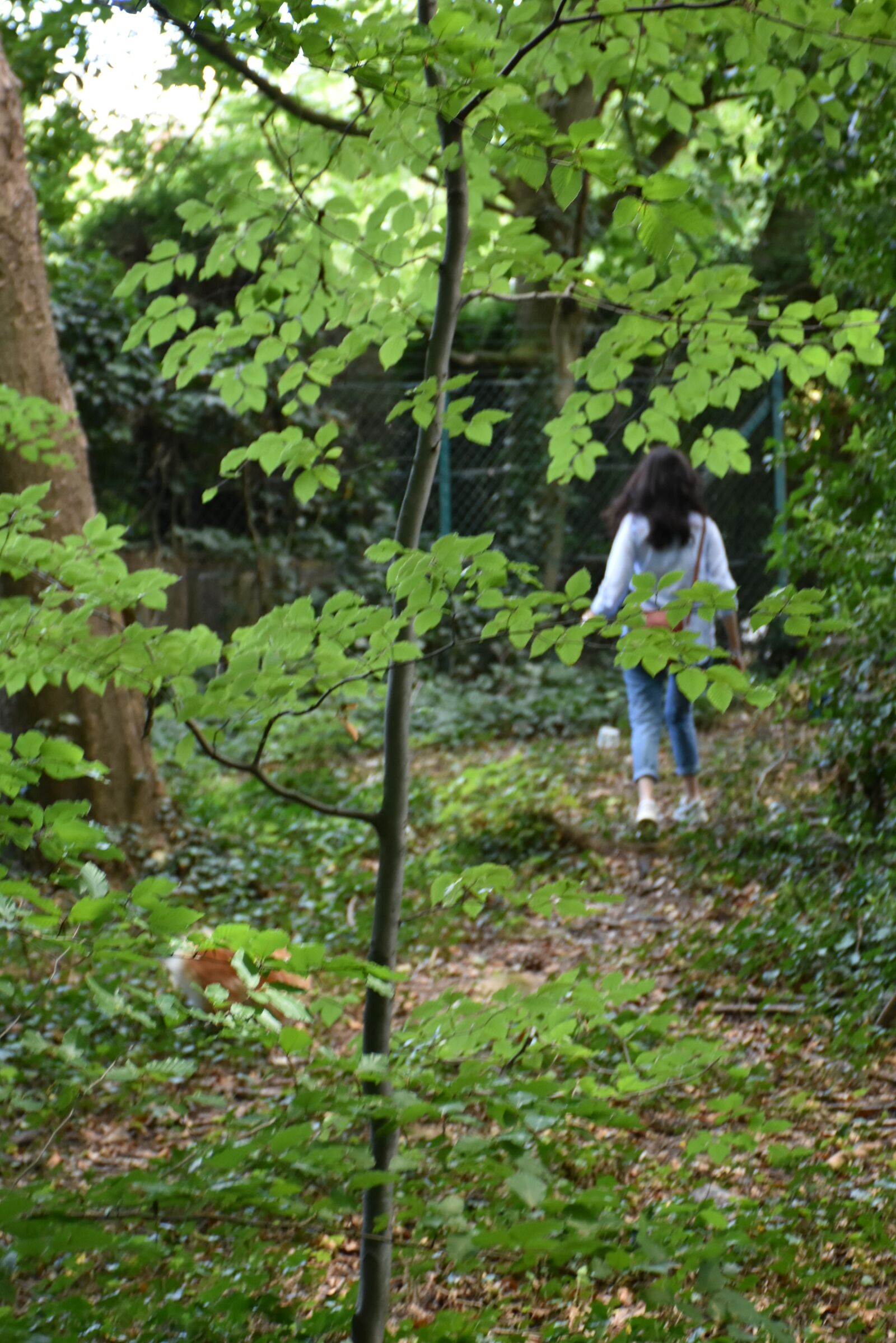 Nikon D7200 sample photo. Nature, green, animal photography