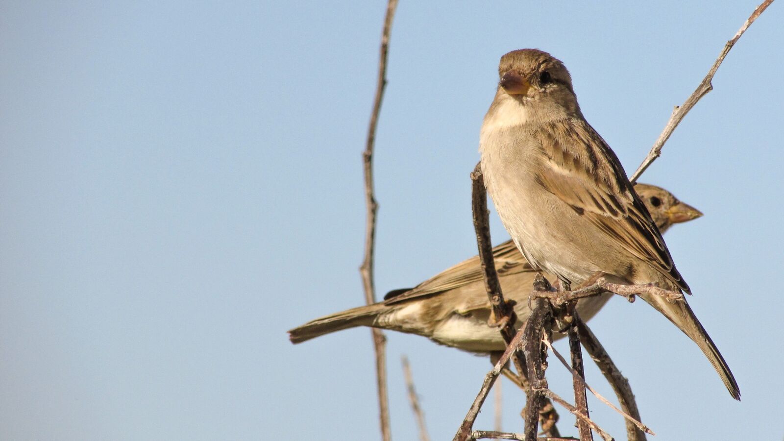 Canon PowerShot SX400 IS sample photo. Sparrow, standing, tree photography