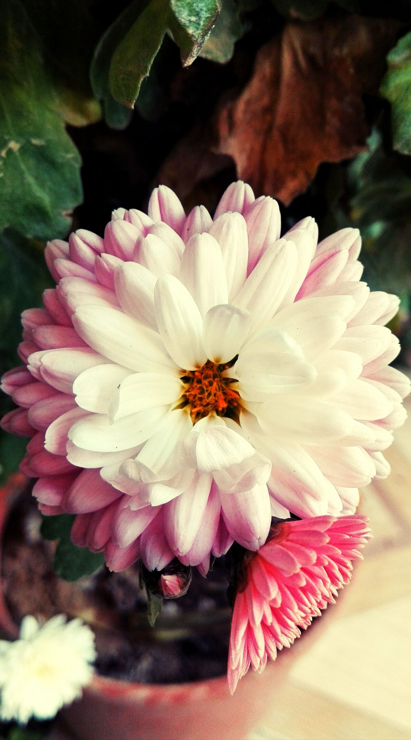 HUAWEI CHM-U01 sample photo. Daisies, flower, wild flowers photography