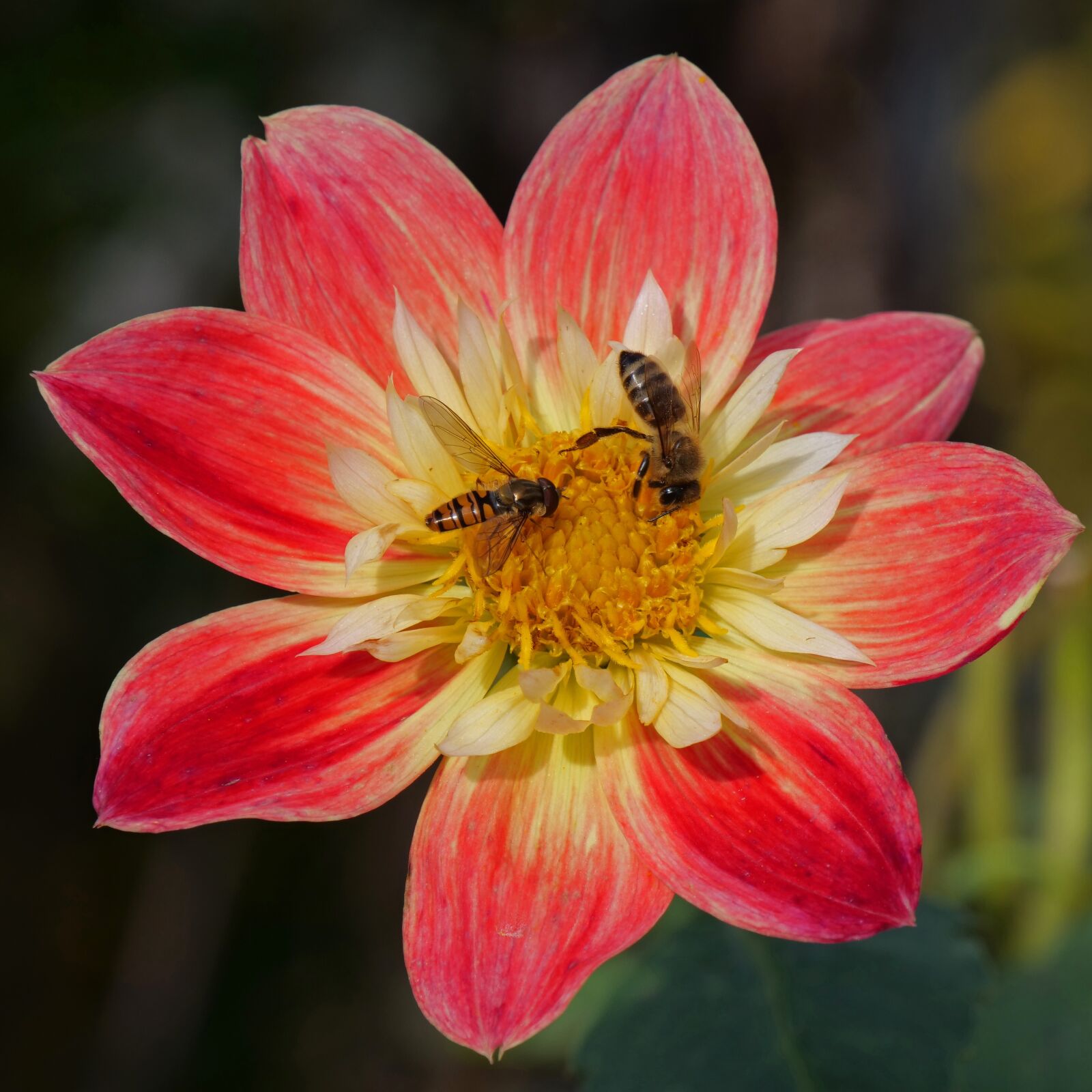 Panasonic Lumix DC-G9 sample photo. Blossom, bloom, bees photography