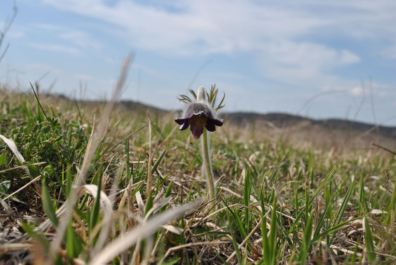 Nikon D3000 sample photo. Flower, plant, nature photography