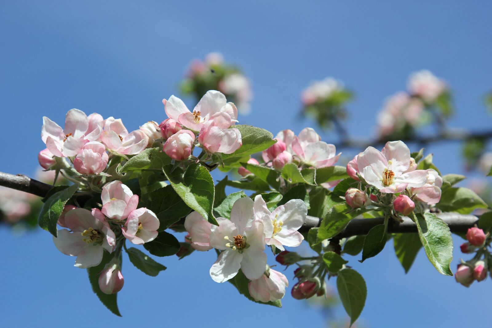 Canon EOS 60D + Canon EF 24-105mm F4L IS USM sample photo. Apple blossoms, branch, flower photography