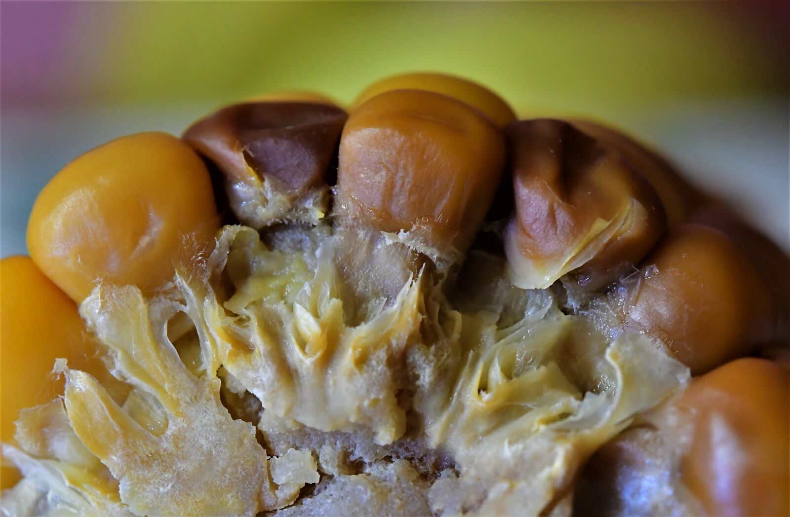 Nikon D500 sample photo. Macro, seeds, corn on photography