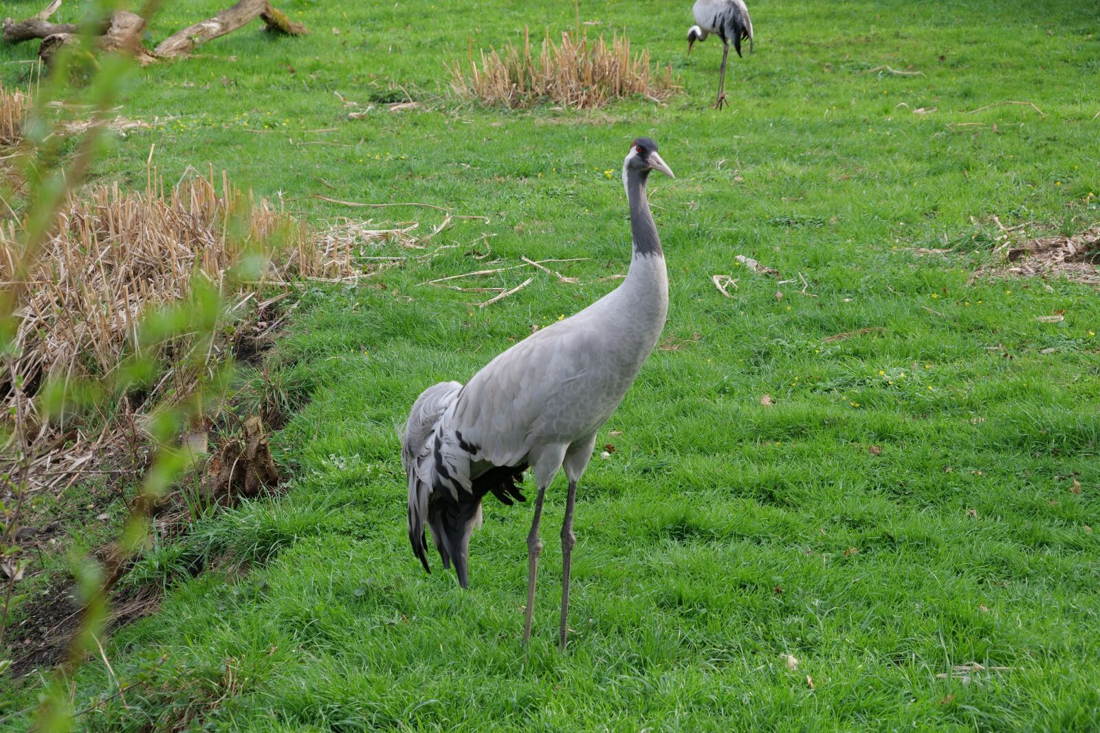 Panasonic Lumix DC-G9 sample photo. Grass, nature, animal photography