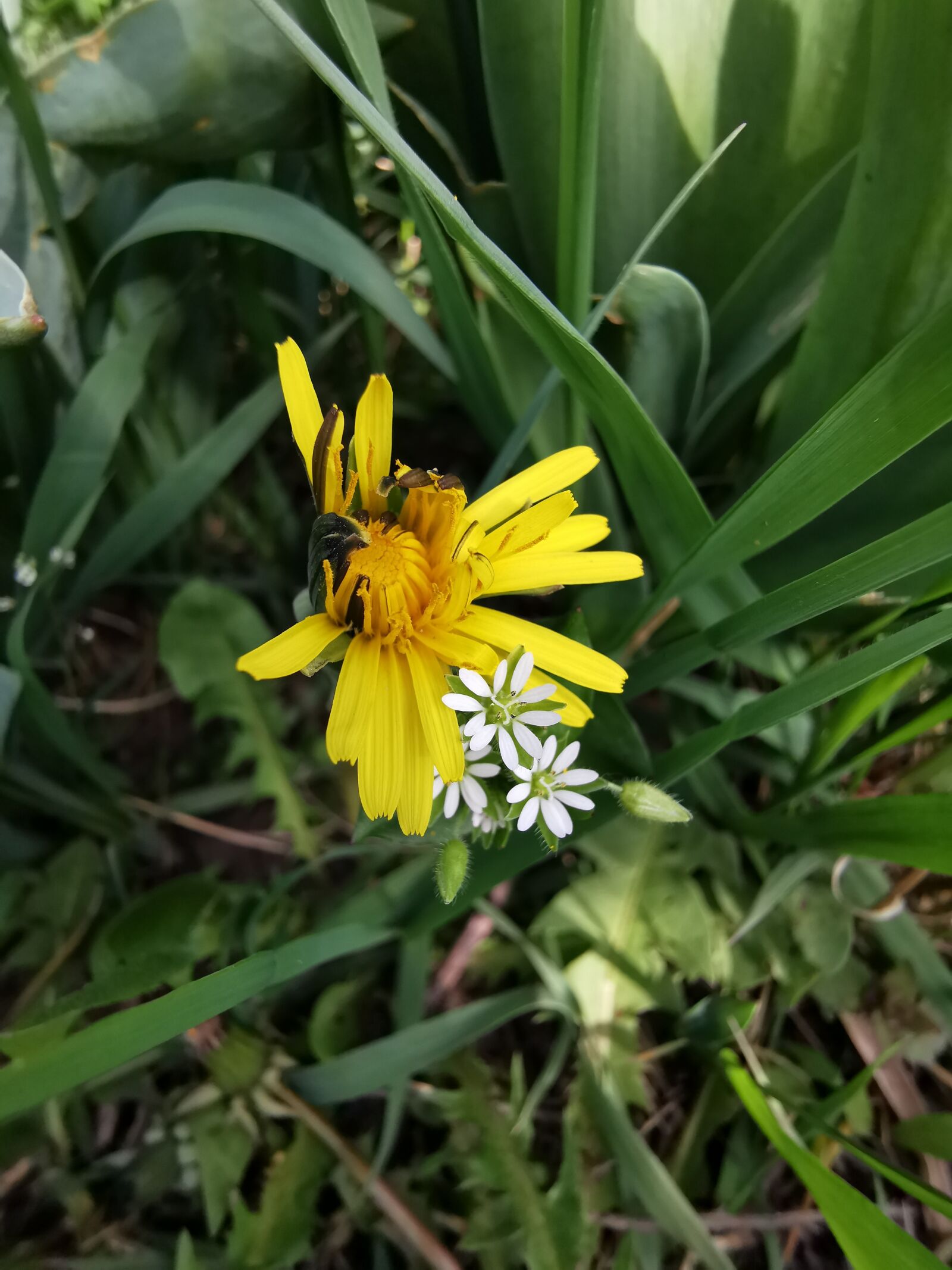 HUAWEI P30 Pro sample photo. Dandelion with two white photography