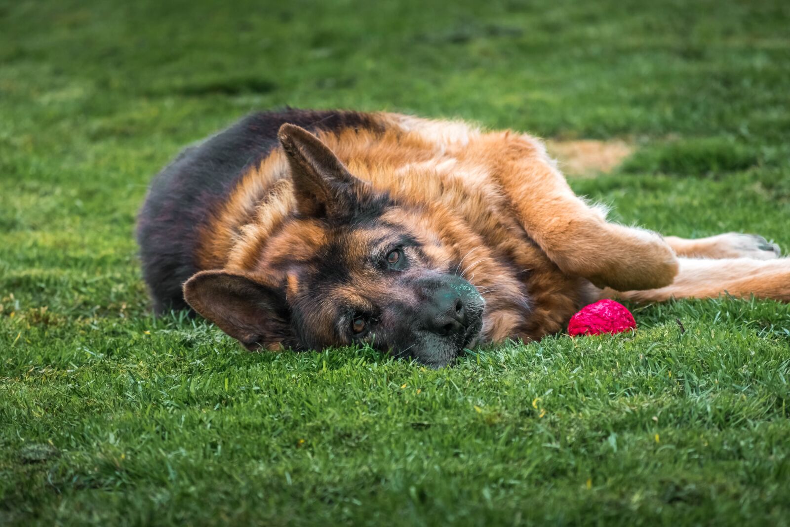 Nikon D3400 sample photo. Dog, pet, animal photography