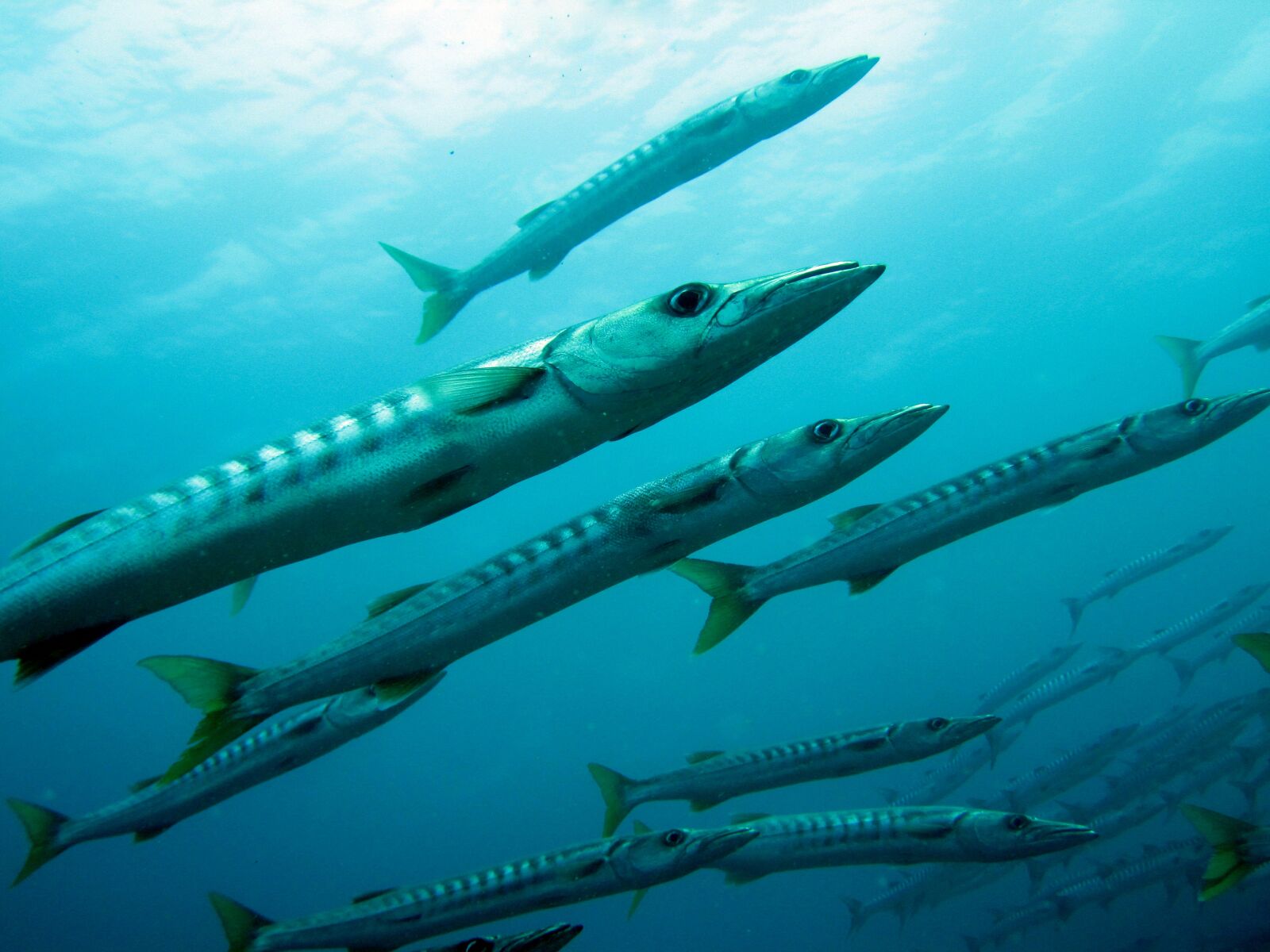 Canon PowerShot SD1200 IS (Digital IXUS 95 IS / IXY Digital 110 IS) sample photo. Barracudda, fish, sea photography