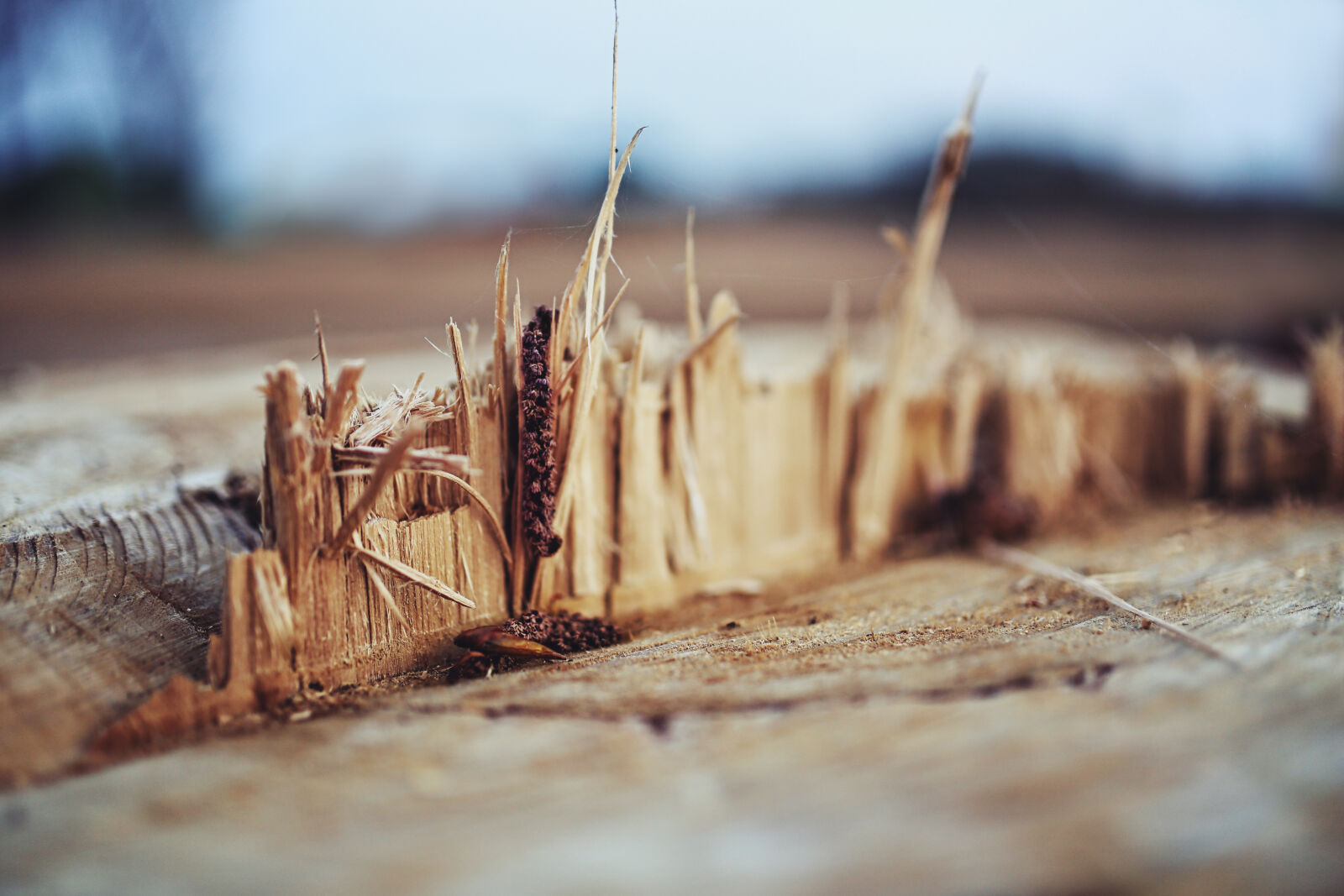 Canon EOS 6D sample photo. Wood, shreds photography