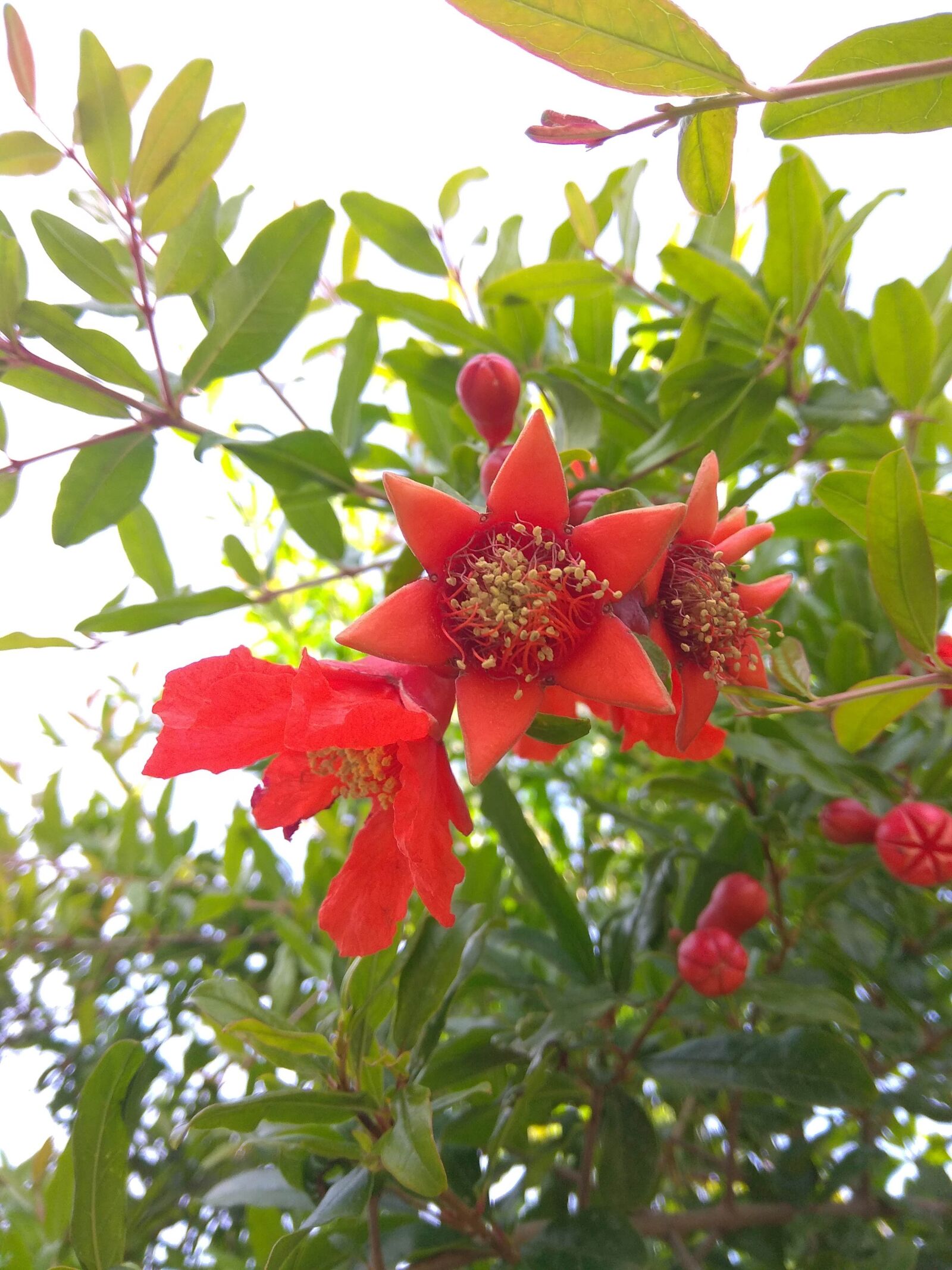 Xiaomi Redmi Note 4 sample photo. Rosh hashanah, rosh hashana photography