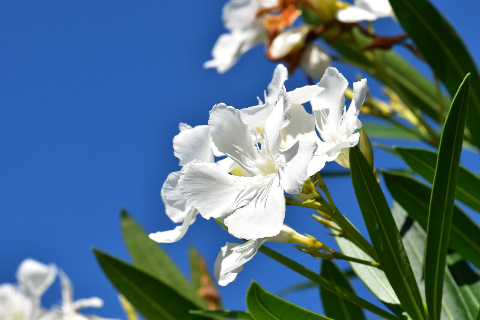 Nikon D5500 sample photo. Oleander, white, plant photography