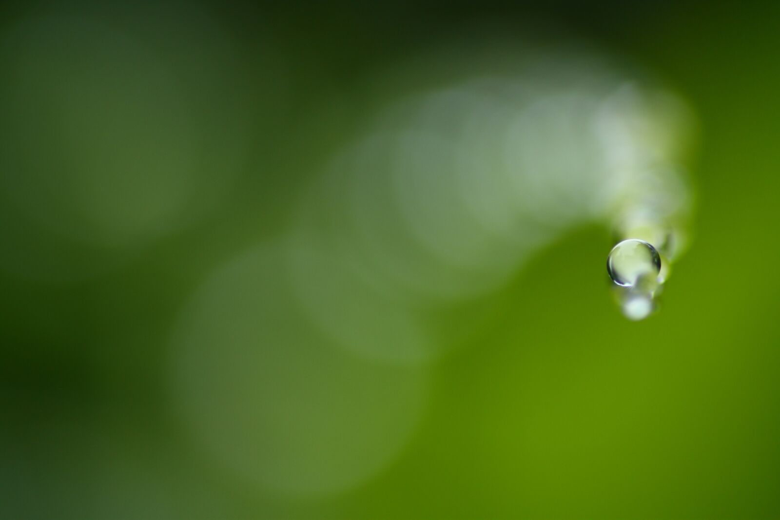 Canon EOS 450D (EOS Rebel XSi / EOS Kiss X2) sample photo. Green, drip, wet photography