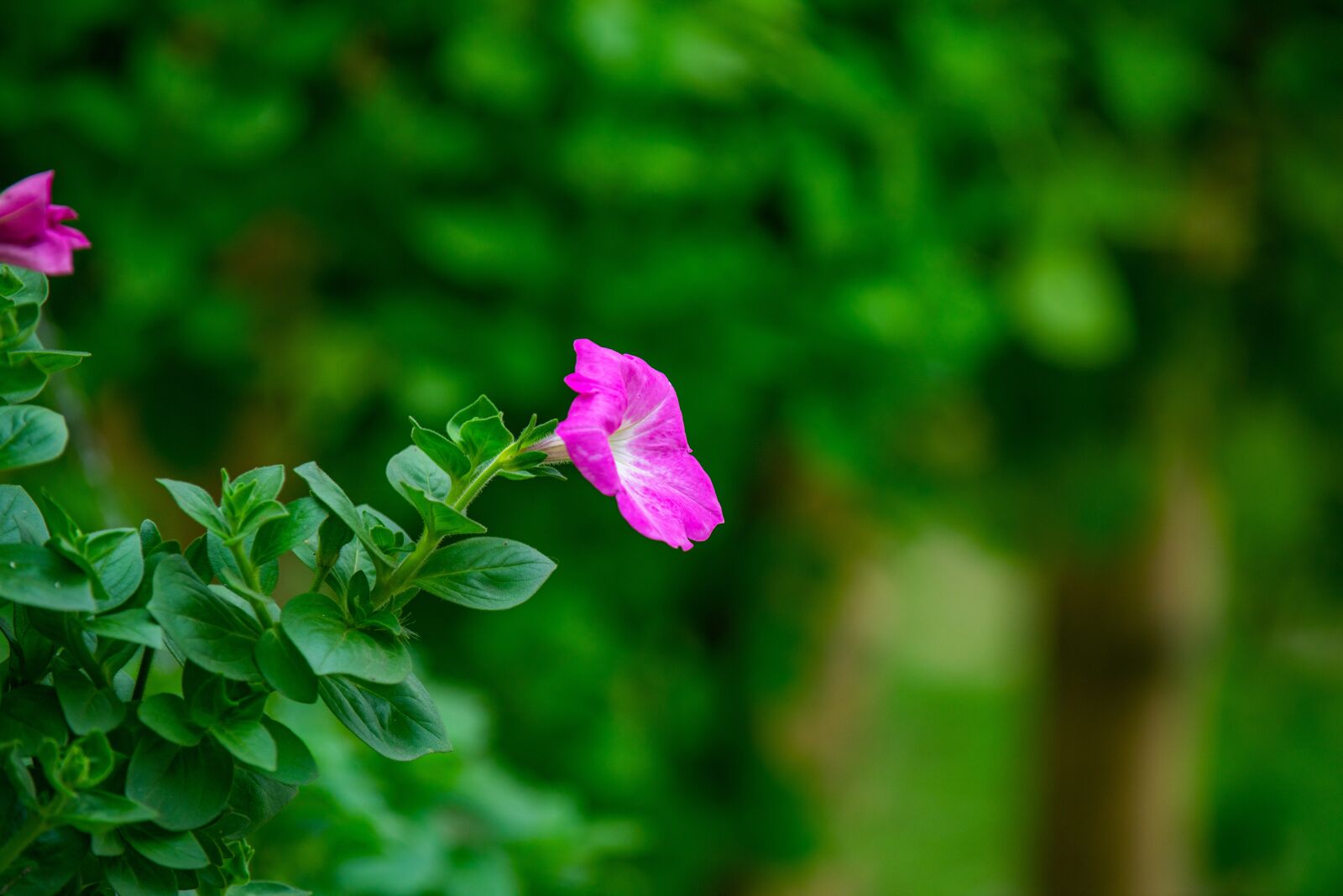 Nikon D810 sample photo. Flower, nest workshop, tree photography