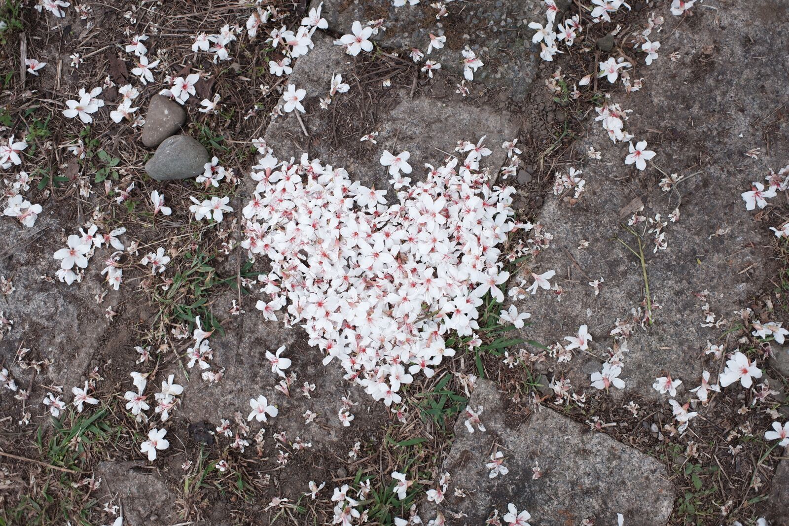 Fujifilm XF10 sample photo. Flowers, floor, nature photography