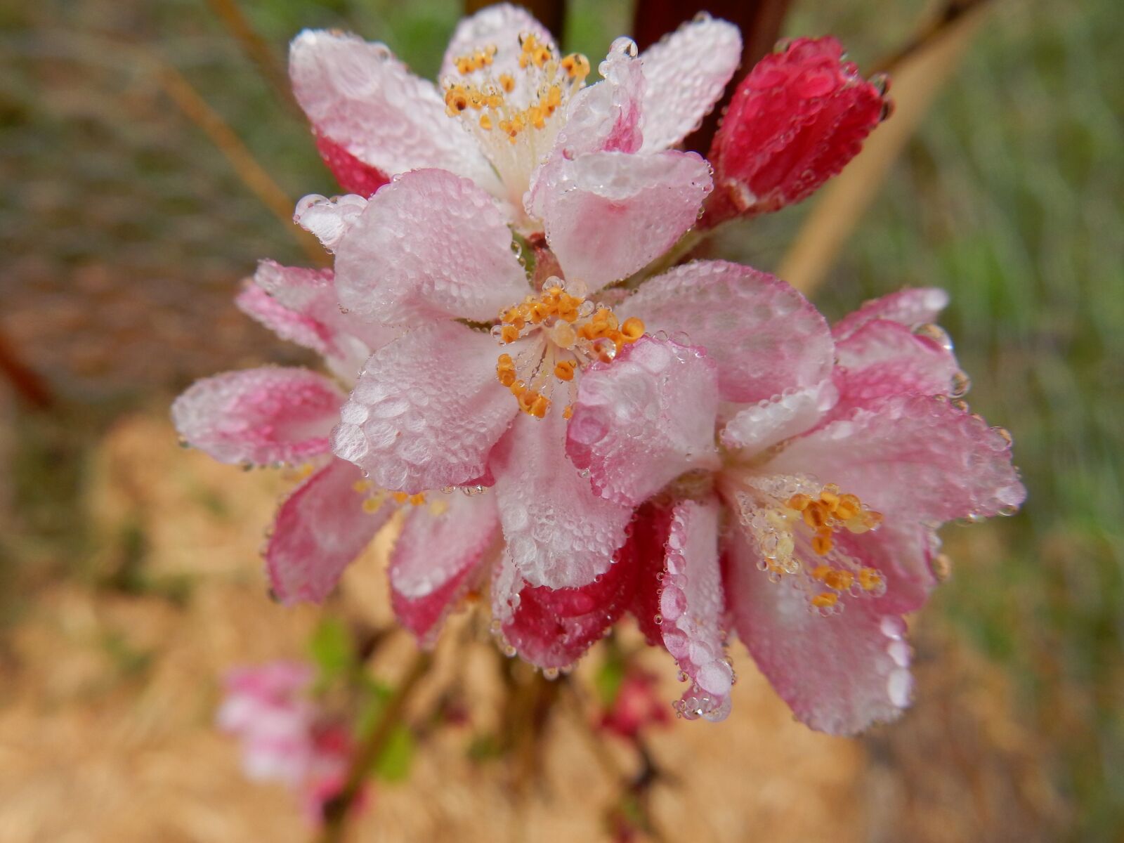 Nikon Coolpix S9900 sample photo. Beauty, flower, blossom photography