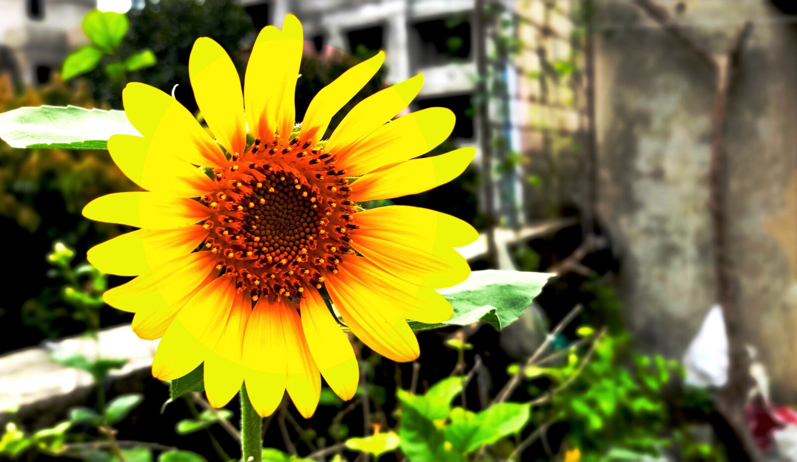 Xiaomi Redmi Note 7 Pro sample photo. Sunflower, plant reproduction, plantation photography