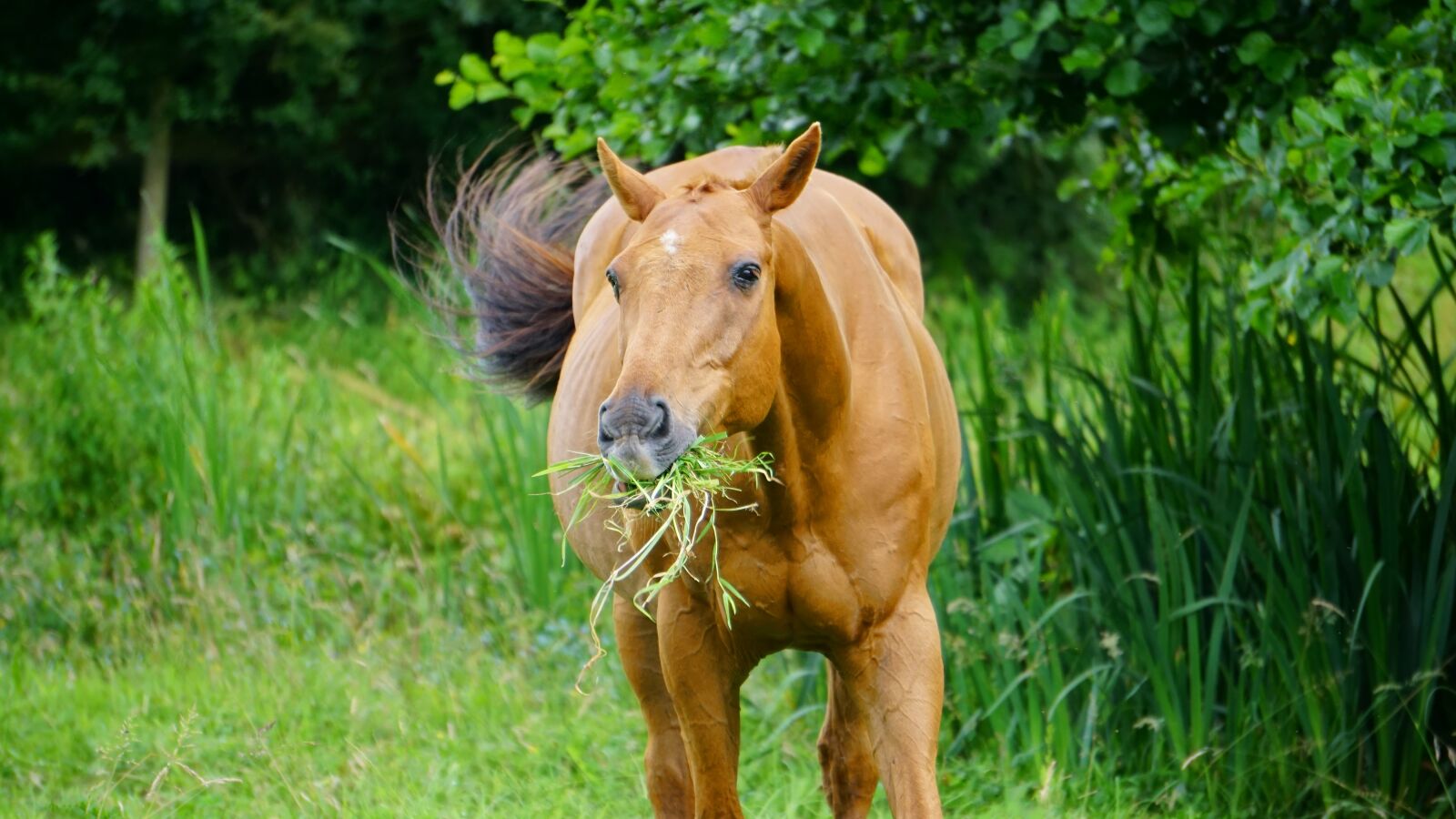 Sony E 55-210mm F4.5-6.3 OSS sample photo. Horse, field, animal photography