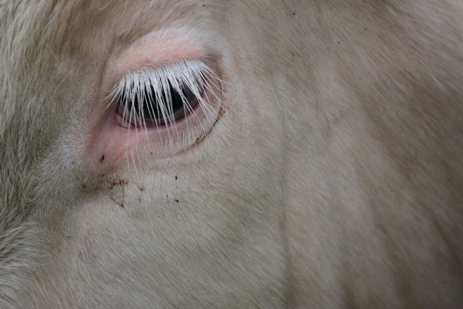 Canon EOS 500D (EOS Rebel T1i / EOS Kiss X3) sample photo. Cow, beef, milk cow photography