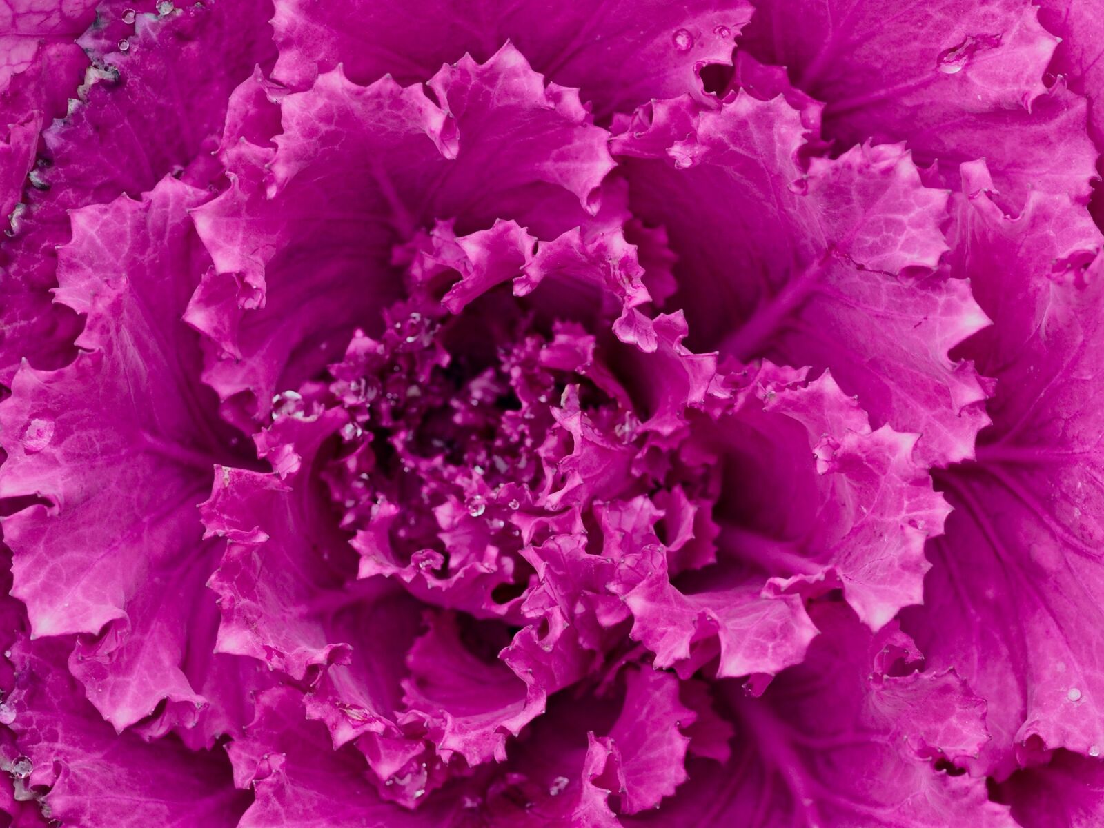 OLYMPUS 50mm Lens sample photo. Cabbage, purple, head photography