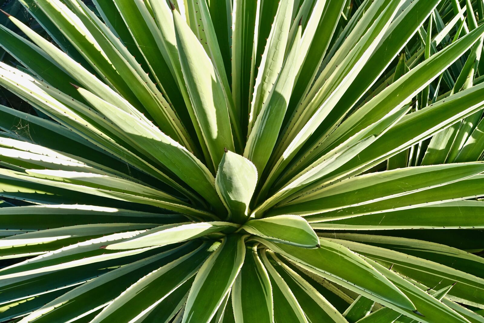 Sony Cyber-shot DSC-RX100 III sample photo. Cactus, succulent, spiny photography