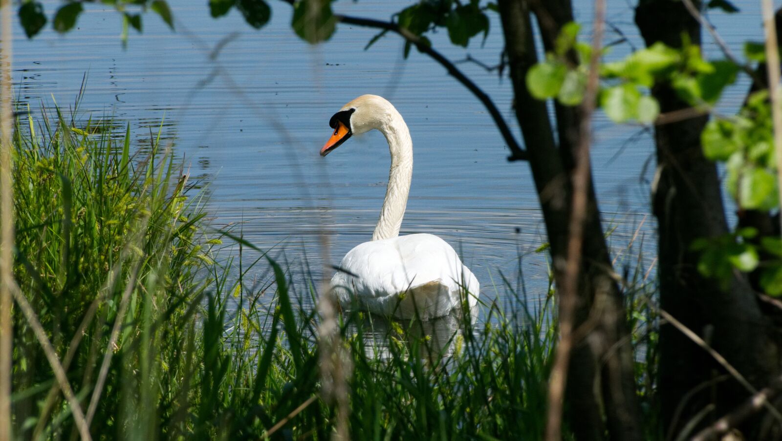 Panasonic Lumix DMC-FZ1000 sample photo. Swan, pond, bank photography
