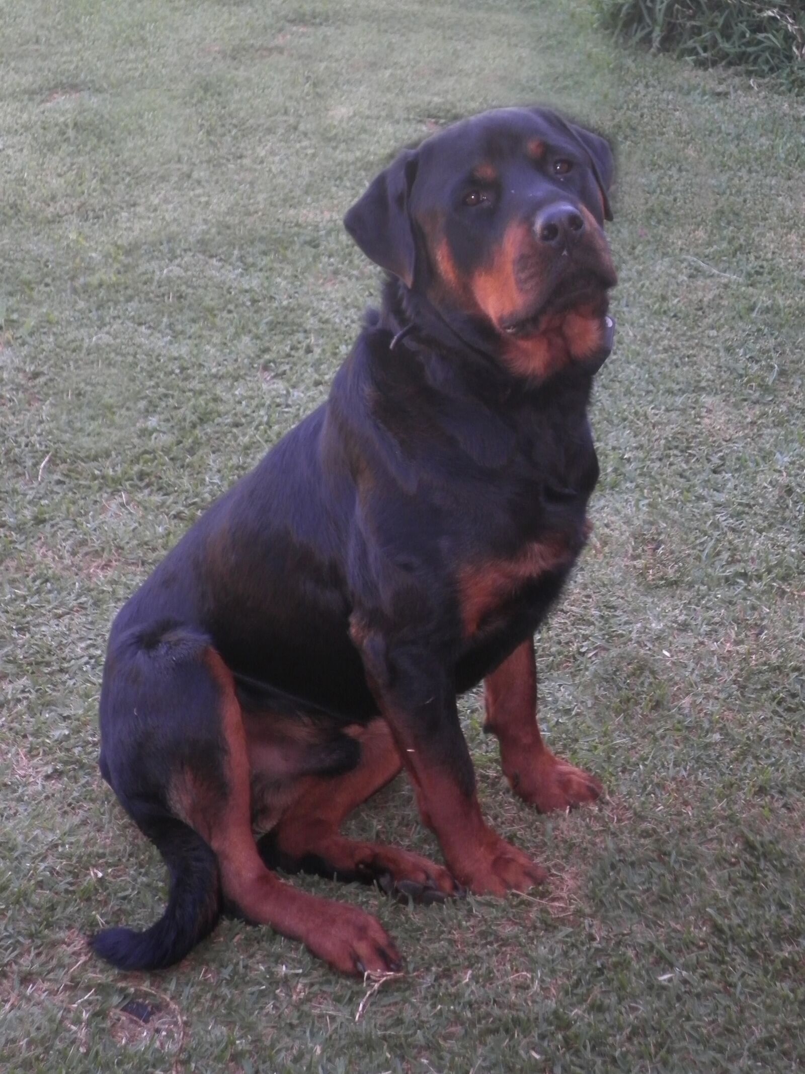 Olympus FE4030,X950 sample photo. Rottweiler, dog, animal photography
