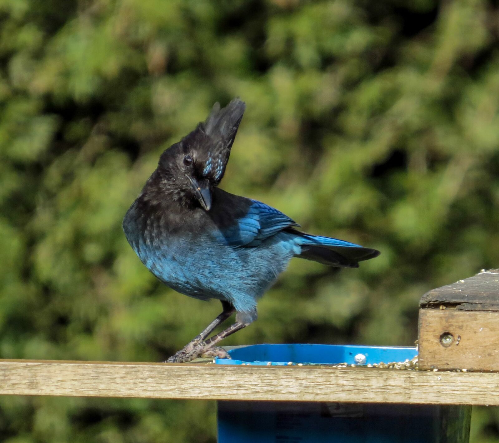 Canon PowerShot SX50 HS sample photo. Steller's jay, bird, jay photography