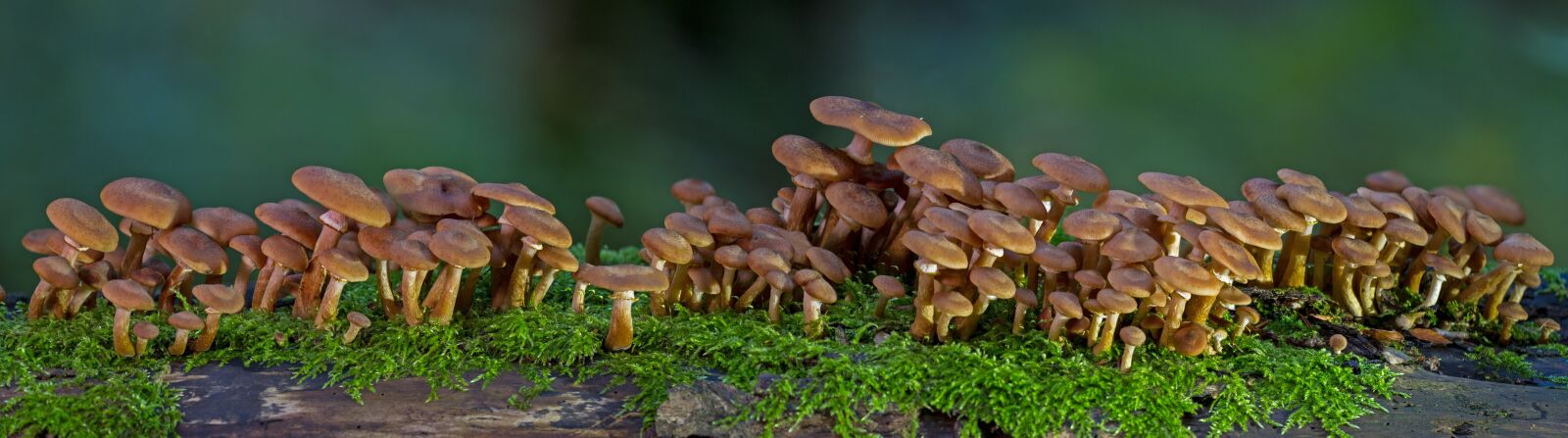 Canon EOS 7D sample photo. Mushroom, mushrooms, fungal panorama photography