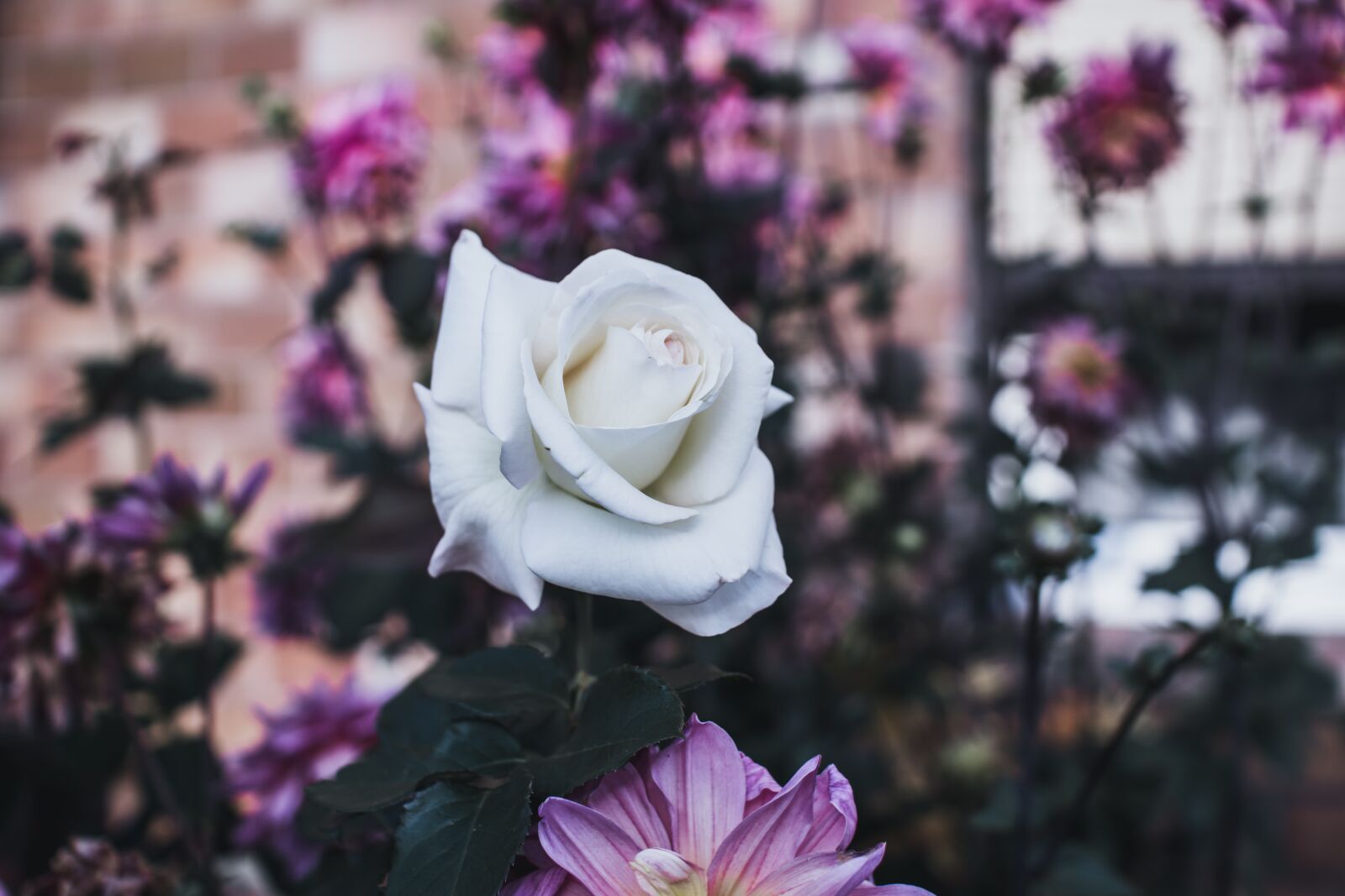Sony SLT-A65 (SLT-A65V) sample photo. Rosales, flower, pink photography