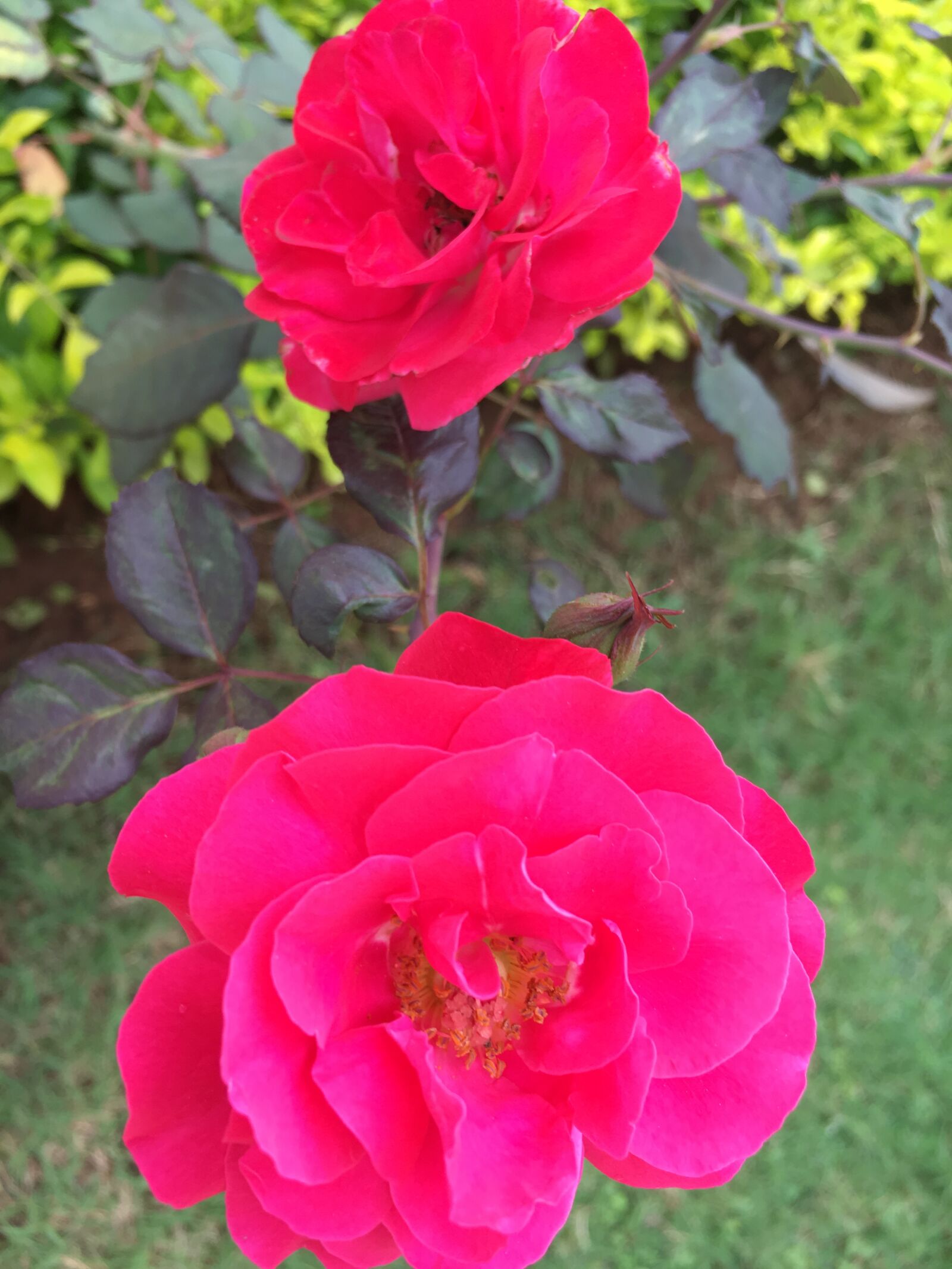 iPhone 6s back camera 4.15mm f/2.2 sample photo