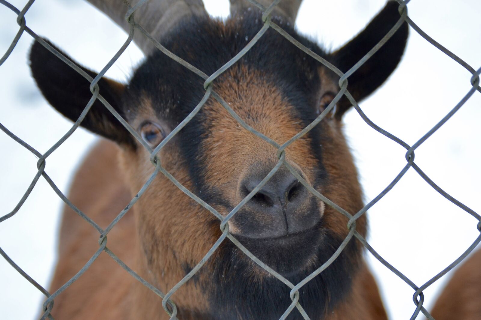 Nikon D3100 sample photo. Animal, goat, snow photography