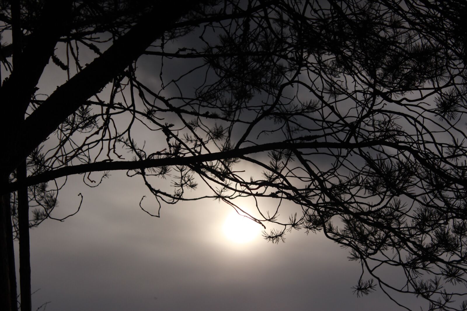 Canon EOS 600D (Rebel EOS T3i / EOS Kiss X5) sample photo. Tree, backlight, overcast photography