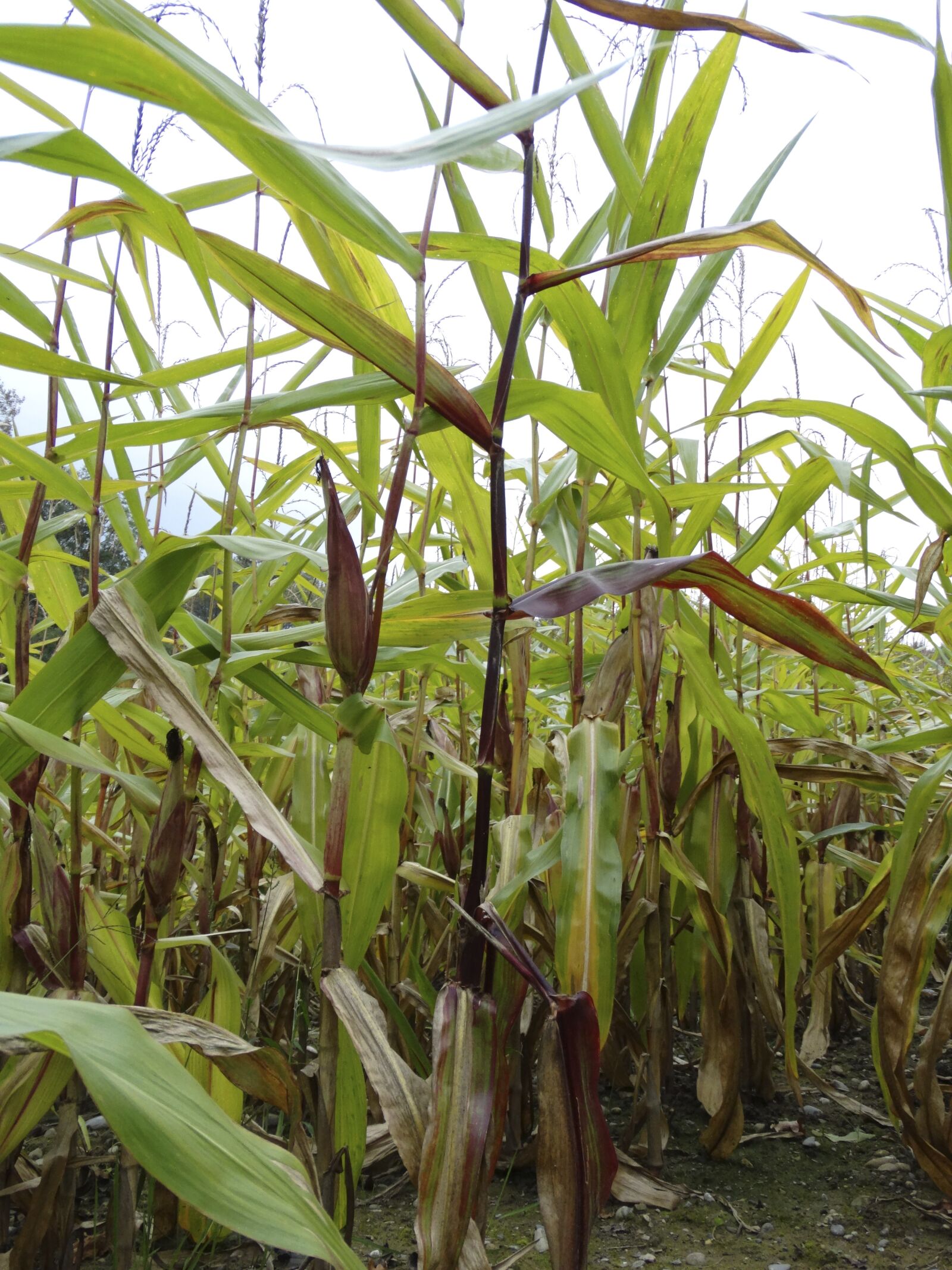 Sony Cyber-shot DSC-HX300 sample photo. Cornfield, corn, plant photography