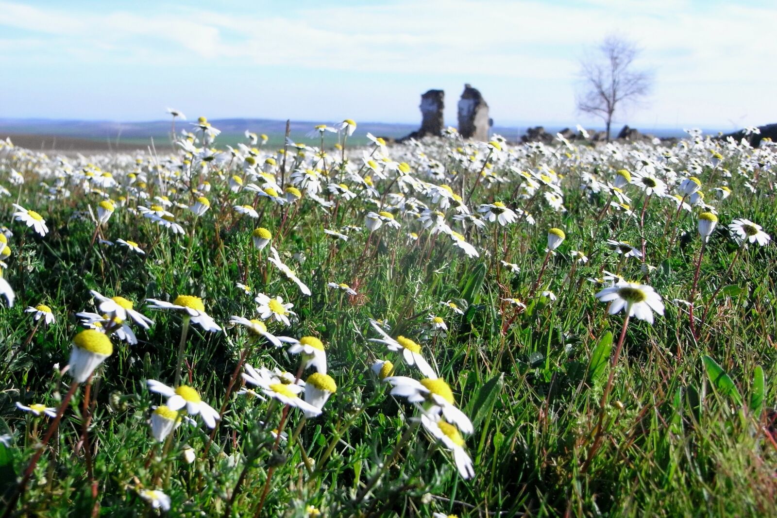 Ricoh Caplio R7 sample photo. Flowers, meadow, landscape photography