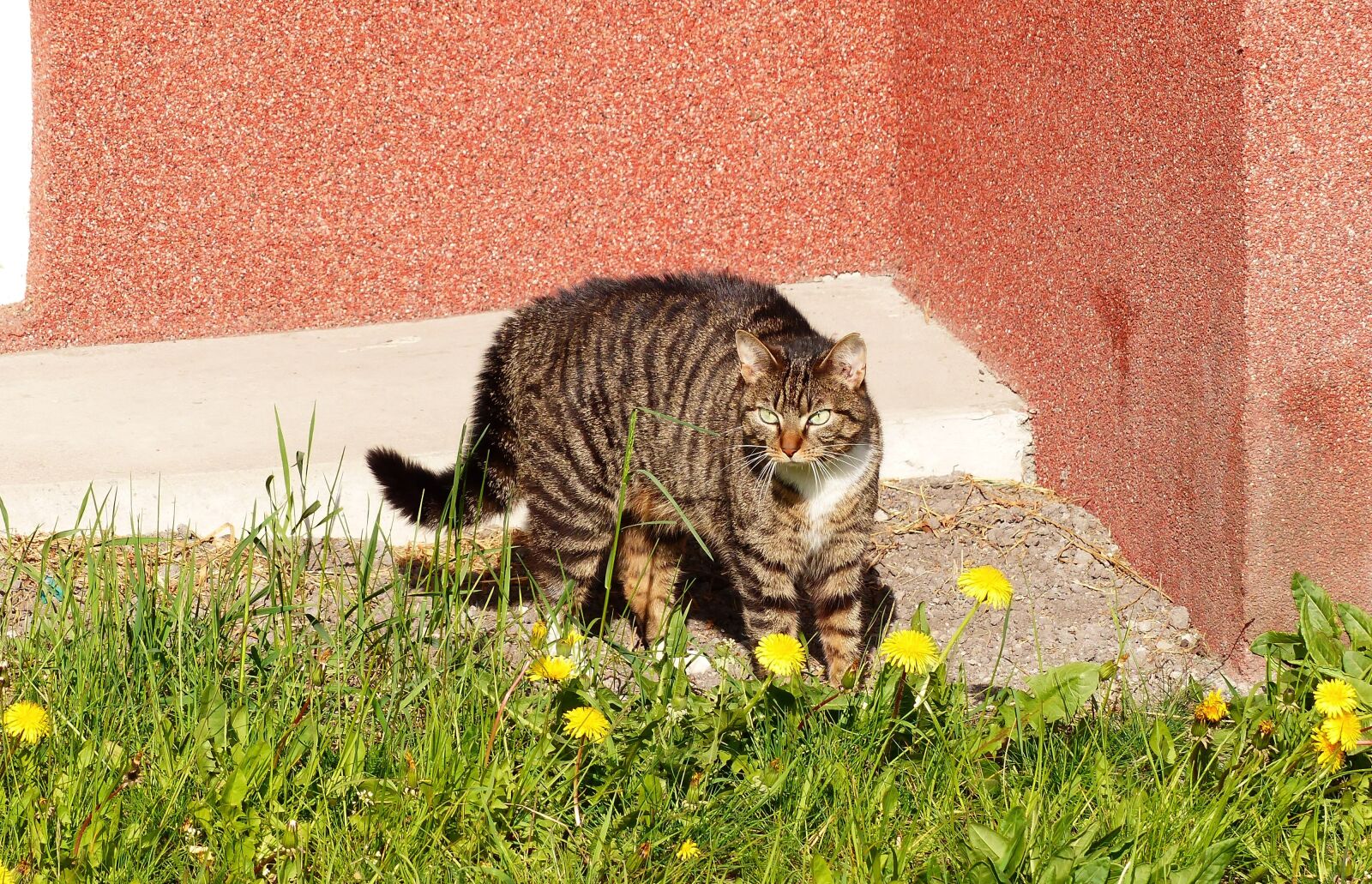 Panasonic Lumix DMC-FZ200 sample photo. Nature, lawn, animals photography