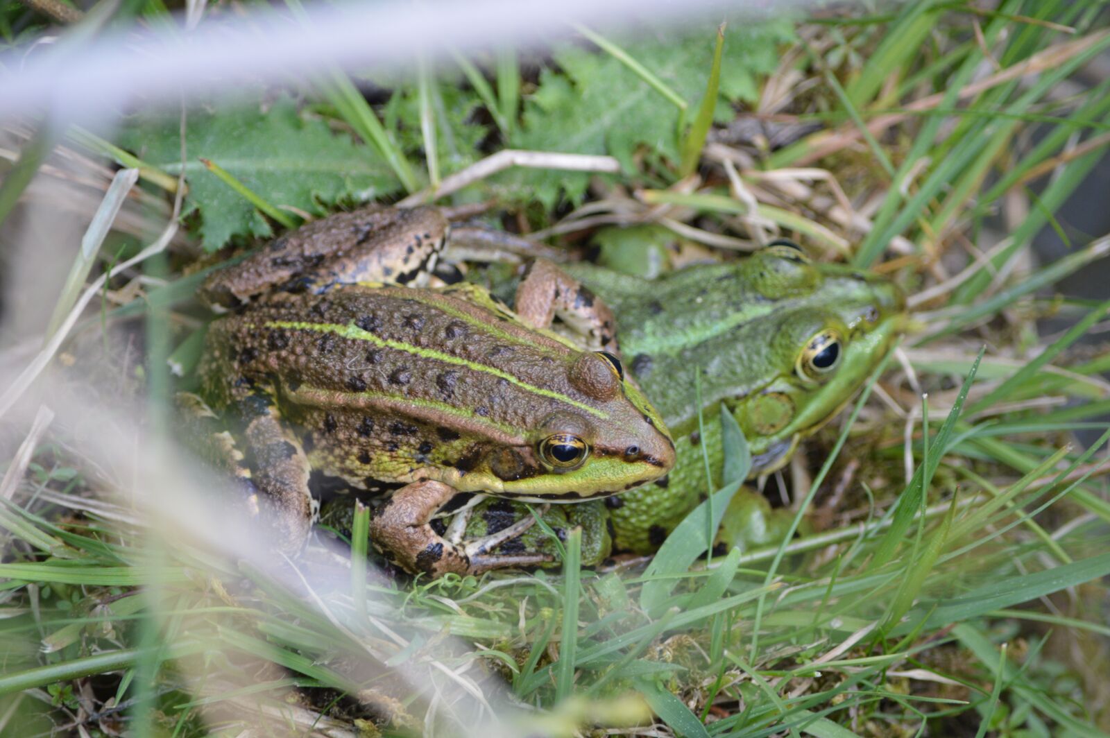 Nikon D3200 sample photo. Frogs, grass, animals photography