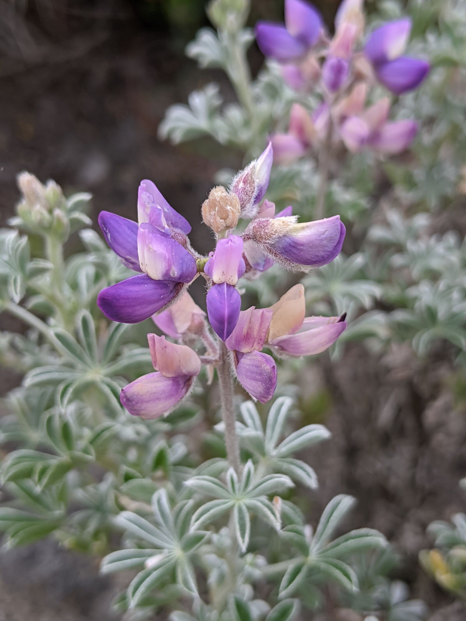 Google Pixel 3 XL sample photo. Lupine, flowers, lupins photography