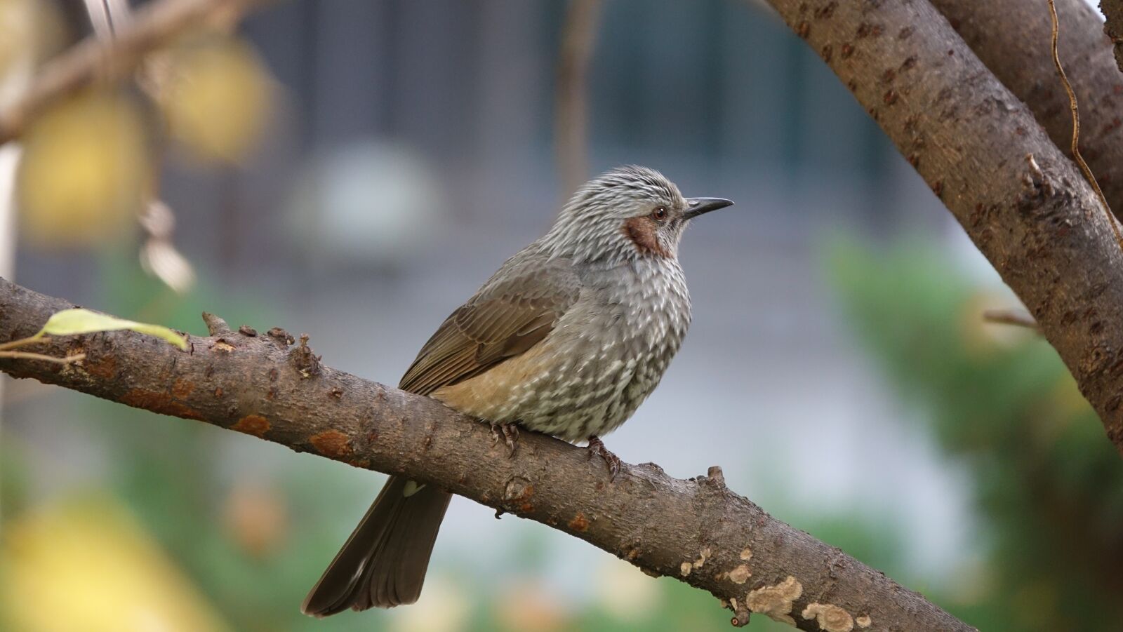 Sony Cyber-shot DSC-RX10 III sample photo. Sparrow, new, nature photography