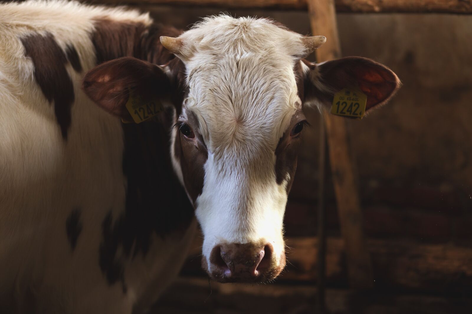 Canon EF 85mm F1.8 USM sample photo. Animals, brown, cattle photography