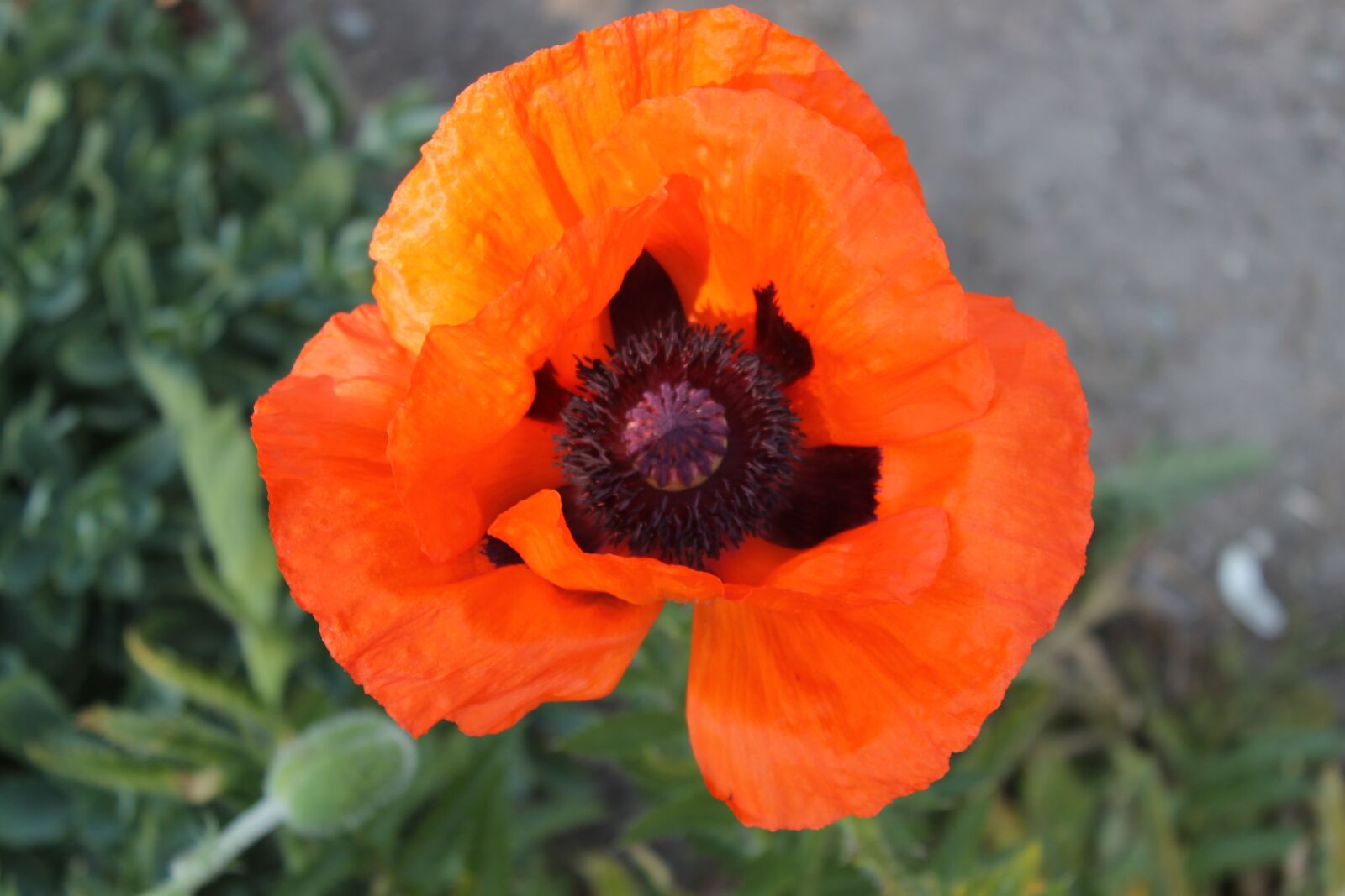 Canon EOS 1100D (EOS Rebel T3 / EOS Kiss X50) sample photo. Poppy, blossom, bloom photography