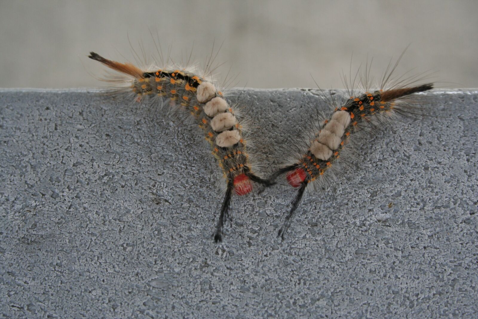 Canon EOS 350D (EOS Digital Rebel XT / EOS Kiss Digital N) sample photo. Insect, bug, caterpillar photography