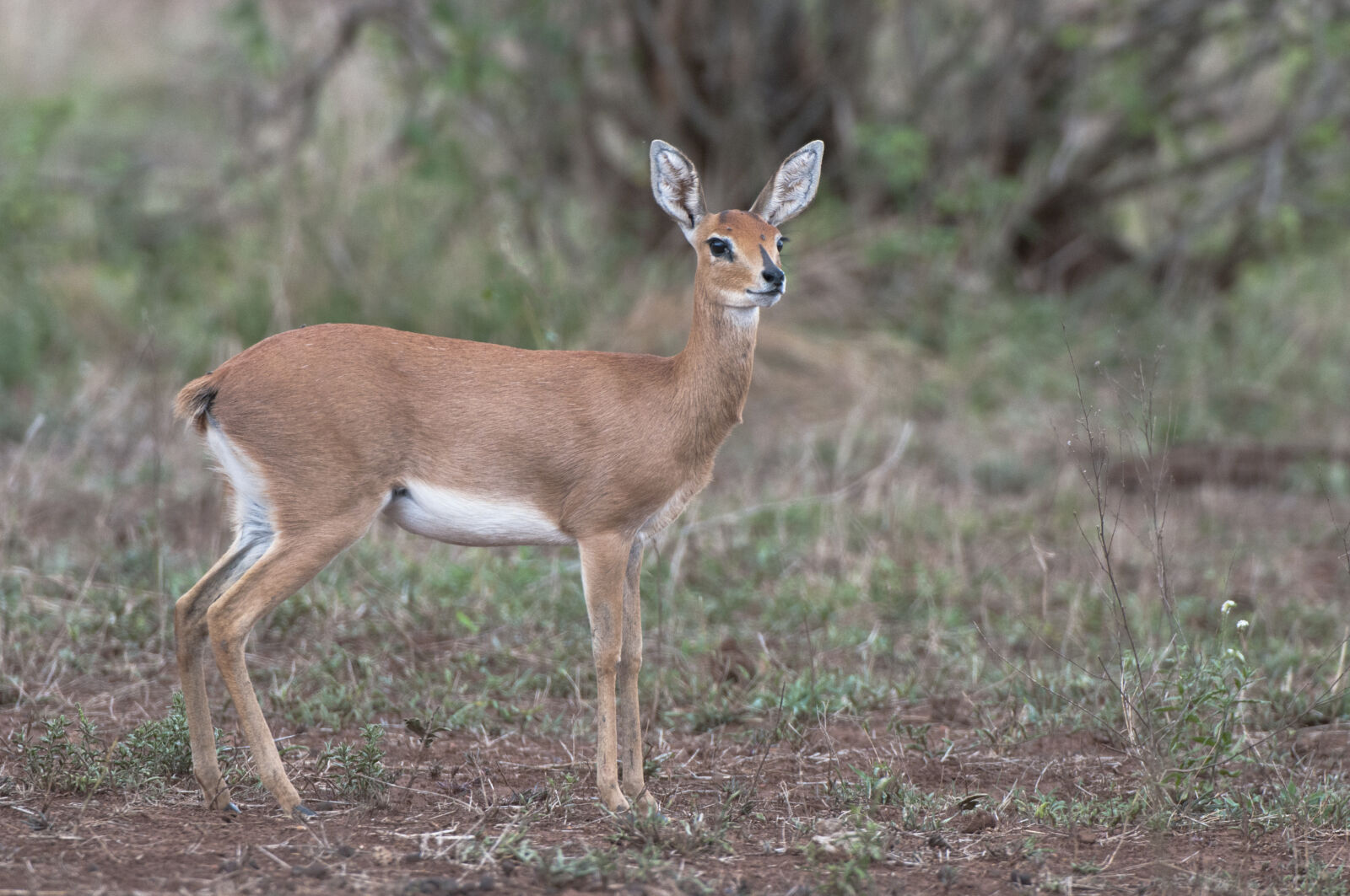 Nikon D300 sample photo. Antelope, buck, steenbok, wild photography