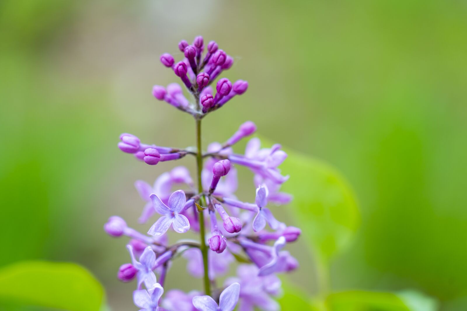 Sony a7 III sample photo. Lilac, nature, spring photography
