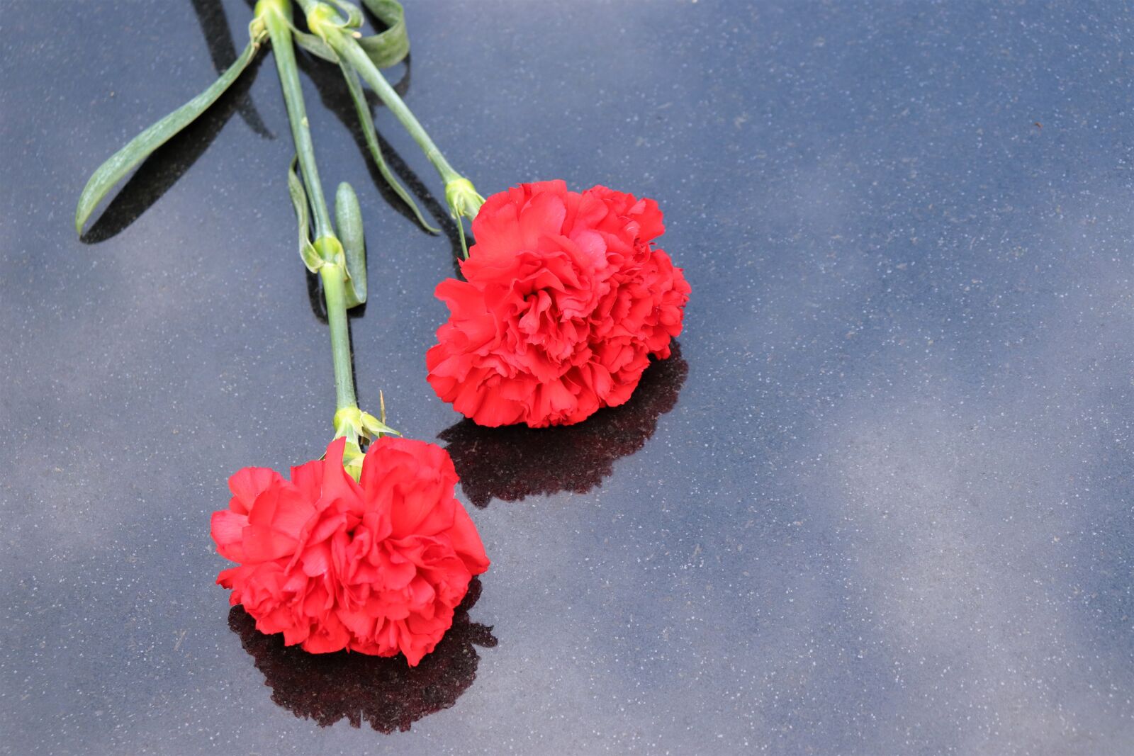 Canon EOS 200D (EOS Rebel SL2 / EOS Kiss X9) sample photo. Two red carnations, black photography