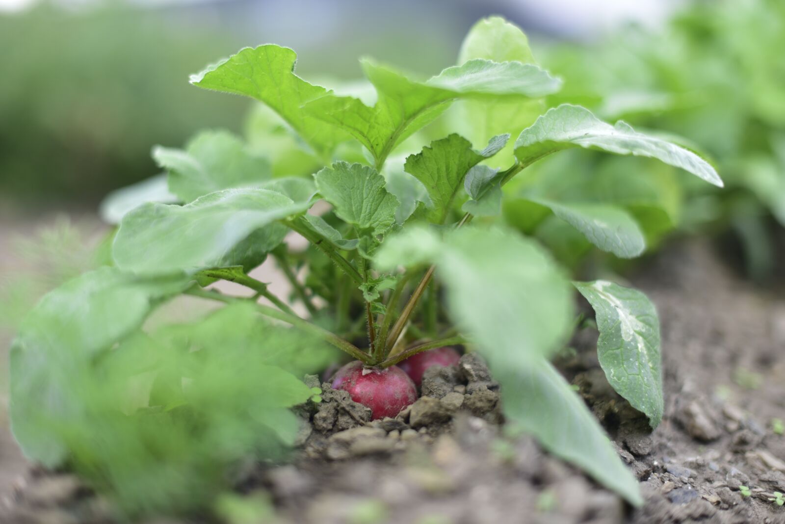 Nikon D750 sample photo. Radish, eco-friendly, vegetables photography