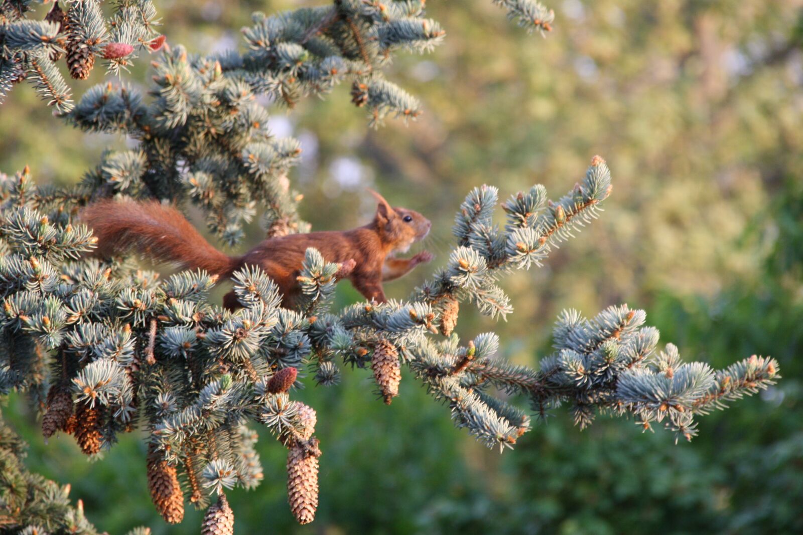 Canon EOS 1000D (EOS Digital Rebel XS / EOS Kiss F) sample photo. Squirrel, rodent, fir tree photography