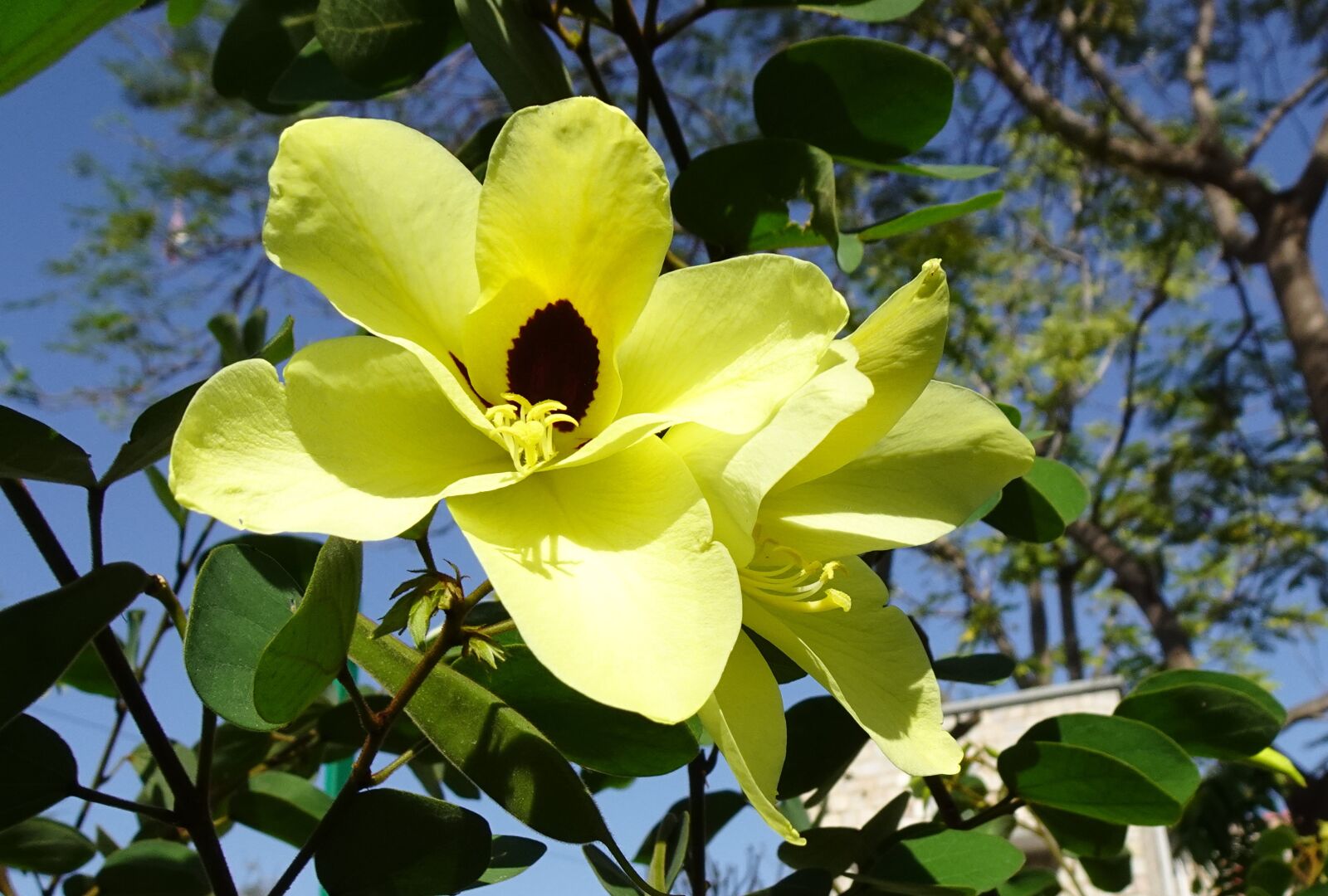 Sony DSC-WX800 sample photo. Flower, bauhinia tomentosa, kanchan photography