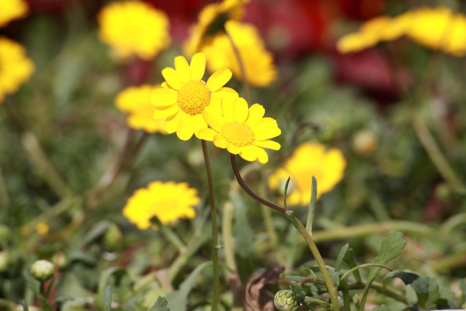 Canon EOS 5D Mark II sample photo. Yellow flower, spring, spring photography