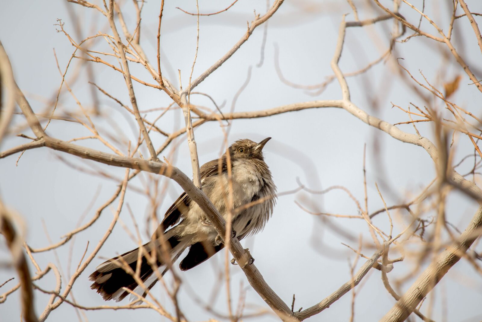 Canon EOS 700D (EOS Rebel T5i / EOS Kiss X7i) sample photo. Nature, tree, bird photography