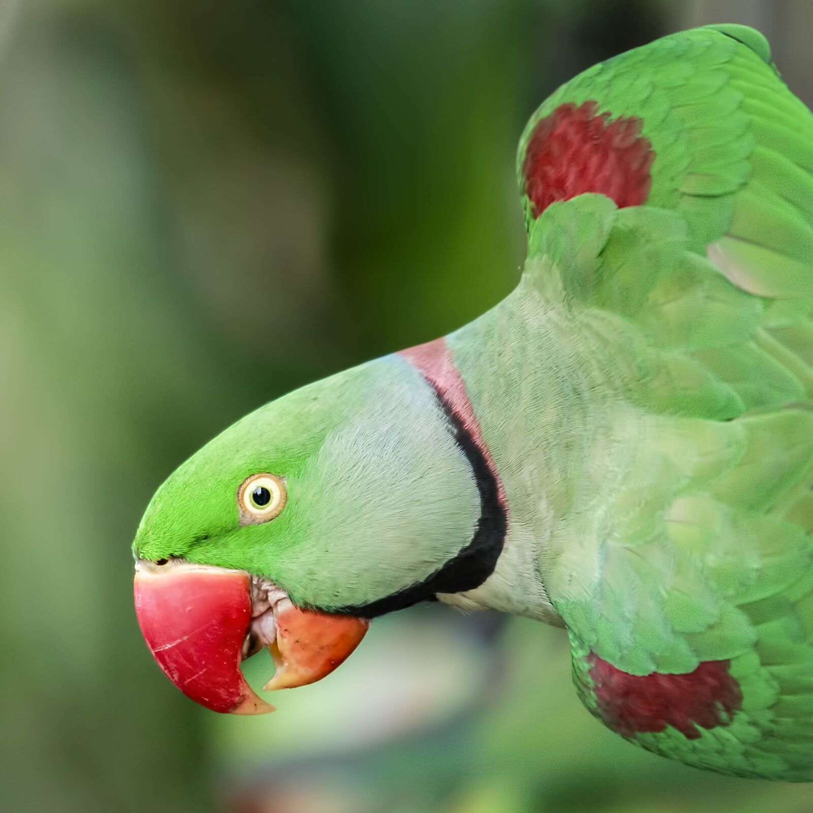 Canon EOS 7D Mark II sample photo. Parrot, bird, wildlife photography