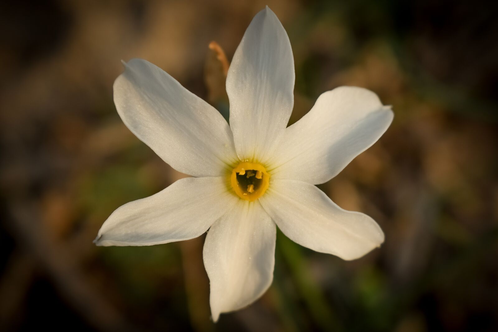 Nikon D3300 sample photo. Flower, lily, white photography
